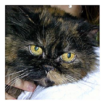 Gracie