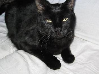 Sid