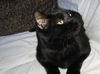 Sid