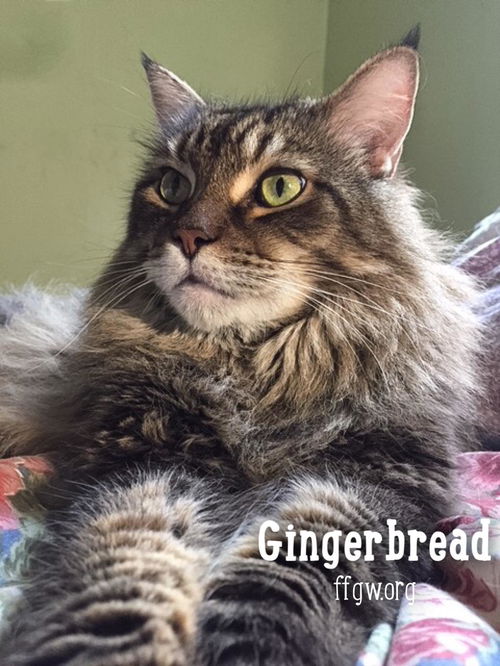 Gingerbread