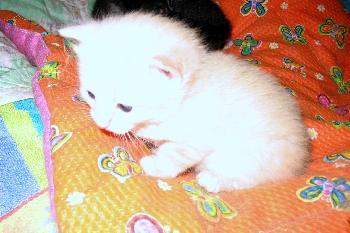Pelusche