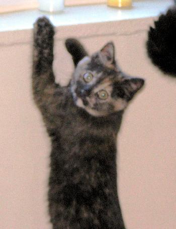 Minou