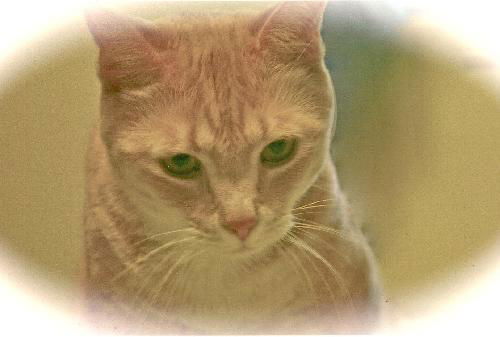 SKEETER