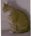SKEETER