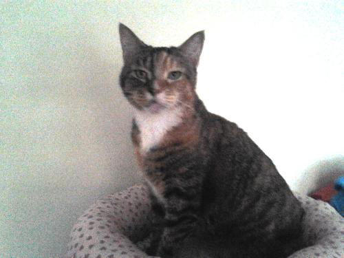 Mitzi