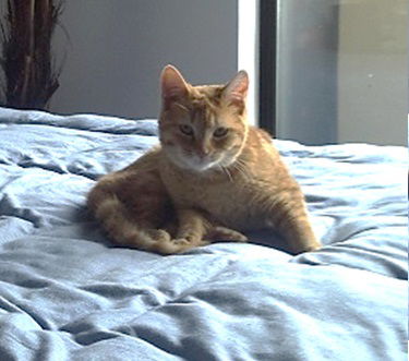 Buffy