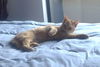 Buffy