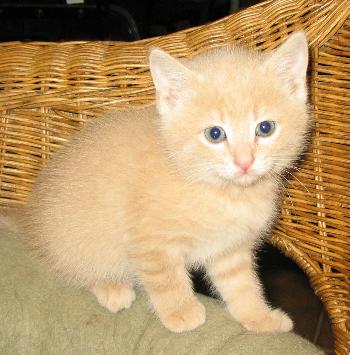 Peluche