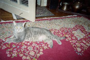 Nora