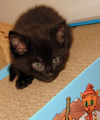 Cocoa Puff