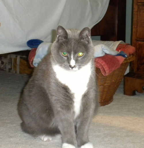 Gus