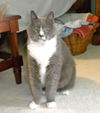 Gus