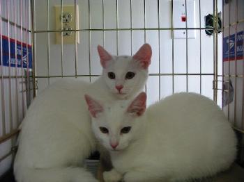 PUA LENA & KALAKOHA