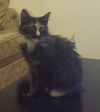 Millie