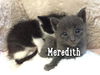 Meredith