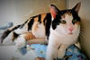 Cleo