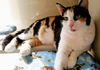 Cleo