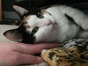 Cleo