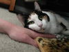 Cleo