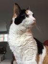 Cleo