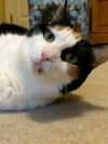 Cleo
