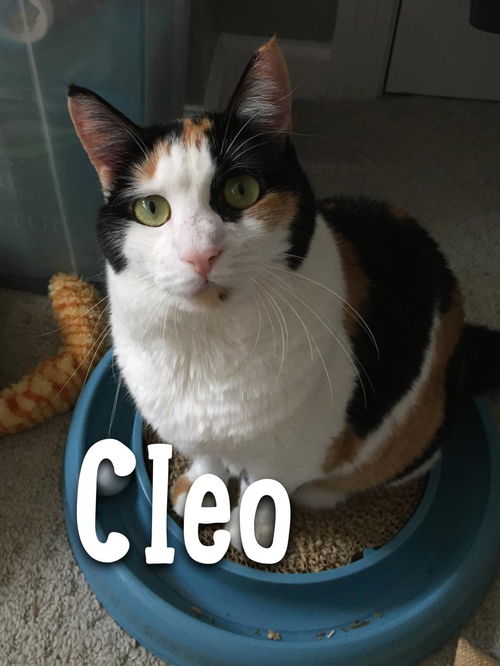 Cleo