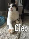 Cleo