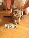 Mikko