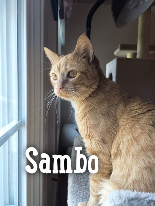 Sambo