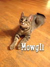 Mowgli