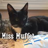 Miss Muffet