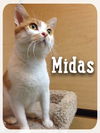 Midas
