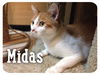 Midas