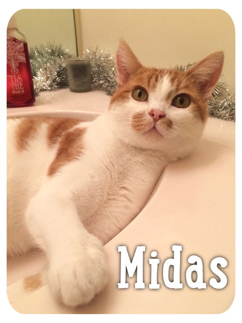 Midas