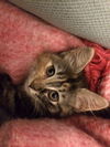 LuLu