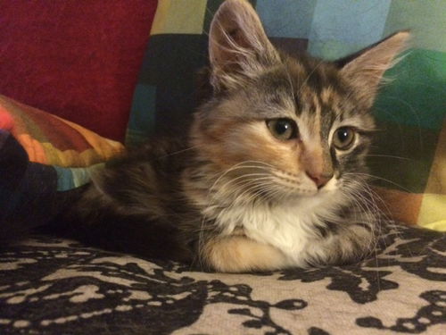 LuLu