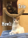 Mewli