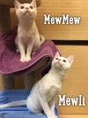 MewMew