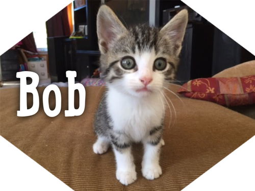 Bob