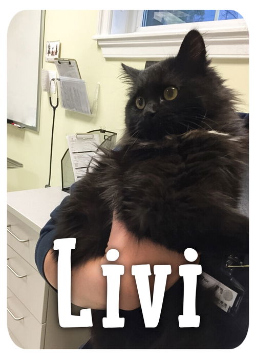 Livi