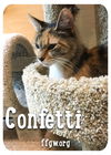 Confetti