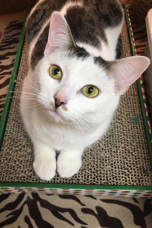 Priscilla