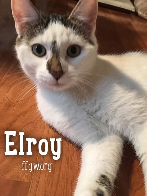 Elroy