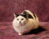 Meowly Cyrus