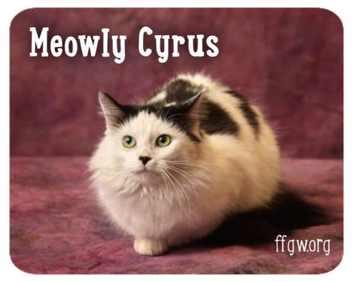 Meowly Cyrus