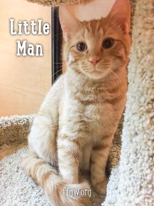 Little Man