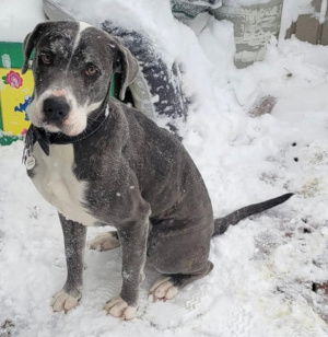 adoptable Dog in Georgetown, CO named Harley