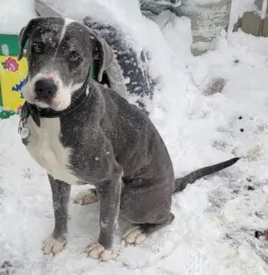 Harley - Great Dane