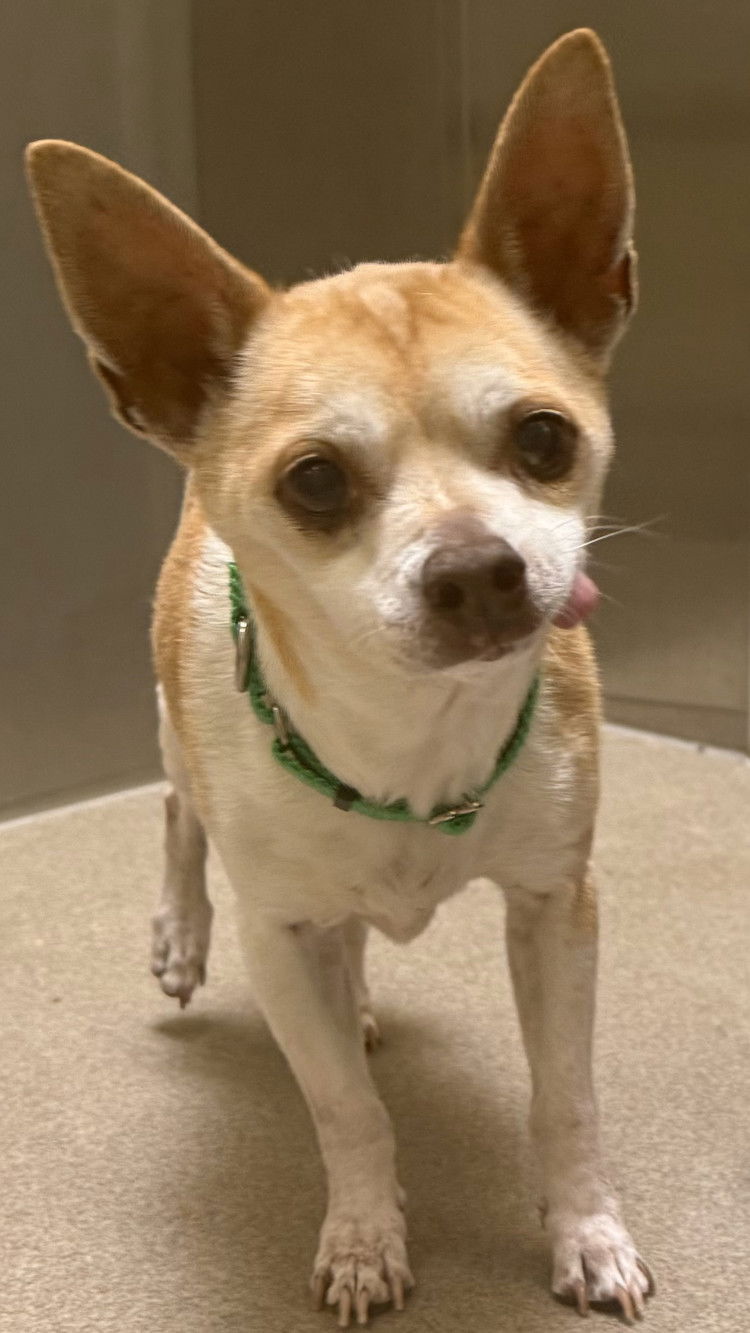 adoptable Dog in Georgetown, CO named Jackson