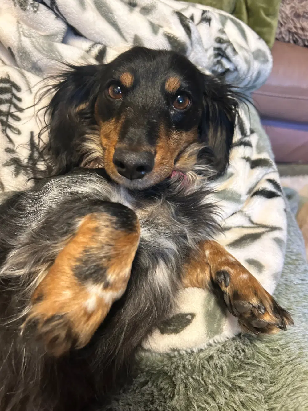 Marli - Dachshund